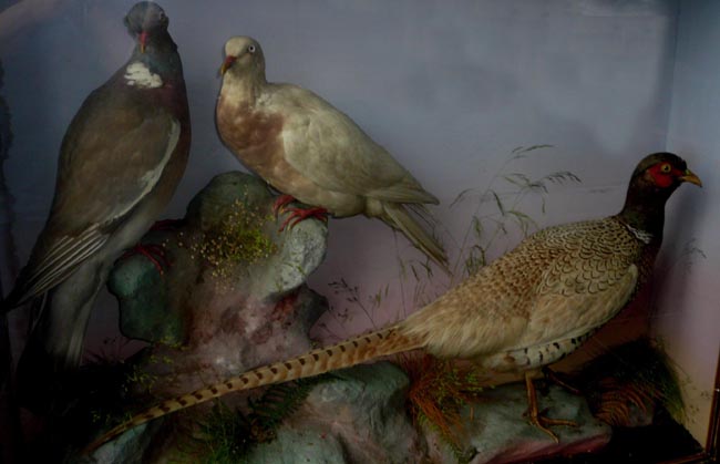 birdsshaw04[1].JPG